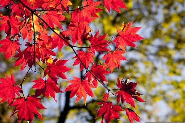 heungsoon-maple-leaves-2789234_コピー